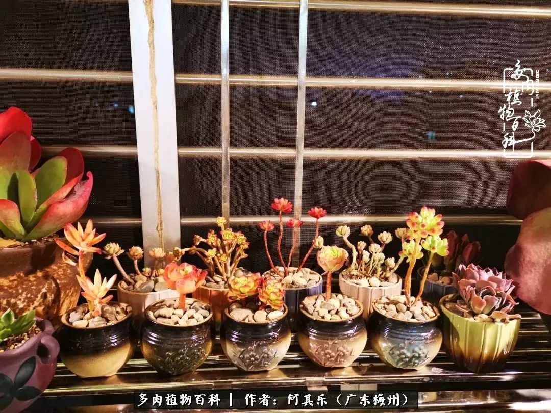 我的阳台“肉园”，看着它们，亦可醉生梦死了