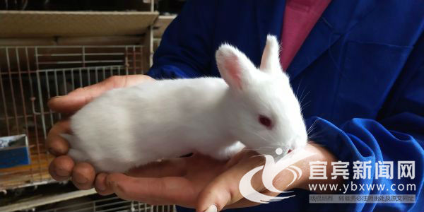 萌萌哒的高山“音乐兔”让村民笑开颜