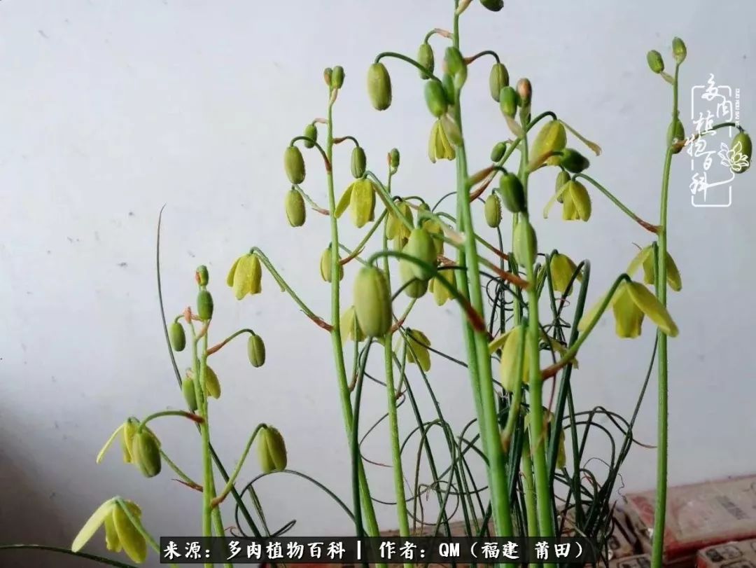 无尽的多肉！陪我走过七年人生之旅