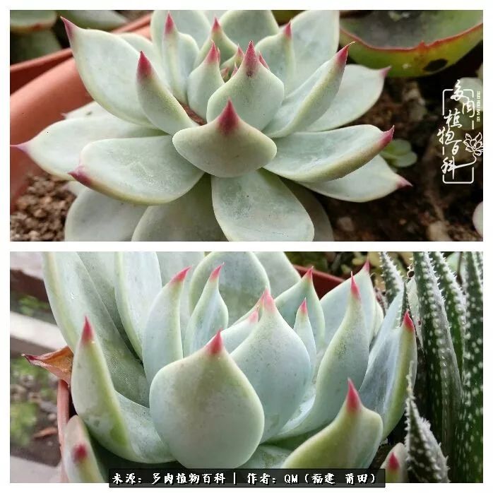 无尽的多肉！陪我走过七年人生之旅