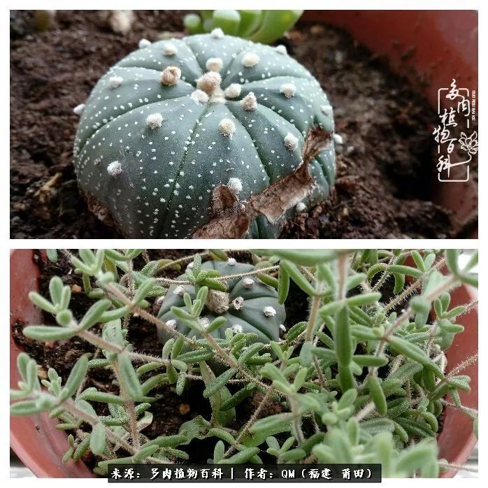 无尽的多肉！陪我走过七年人生之旅