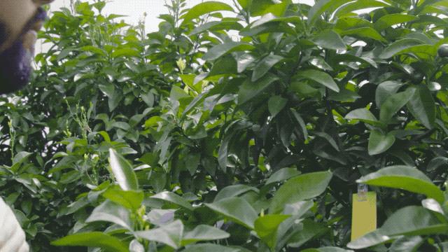 农业无人机超越欧美日本,日本农业无人机