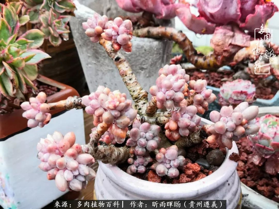 遇见多肉创作的原声,遇见多肉生活从此多了一份美好