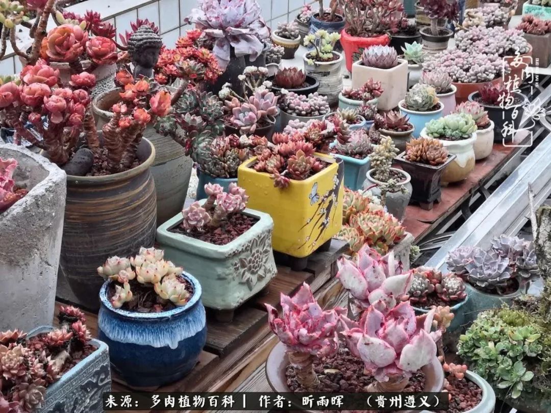 遇见多肉创作的原声,遇见多肉生活从此多了一份美好