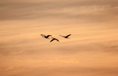 读睡课|12文豪：揭开日本文学圈的爱恨情仇