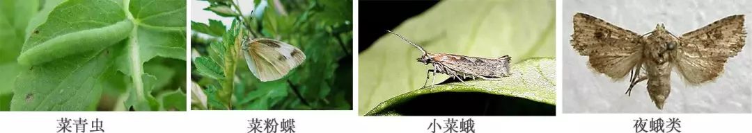 最全蔬菜害虫图谱,蔬菜常见害虫高清图片