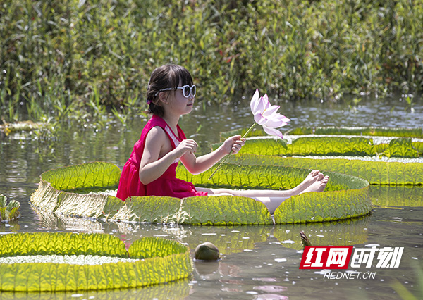 望城好看的取景地,长沙莲花景点