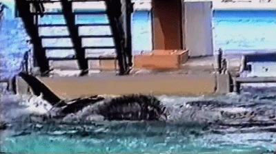 丧心病狂！每帧画面都在捅刀子，多少人忽视了这些人间惨剧…