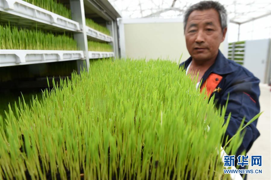 黑土龙腾新跨越——黑龙江省争当农业现代化排头兵巡礼