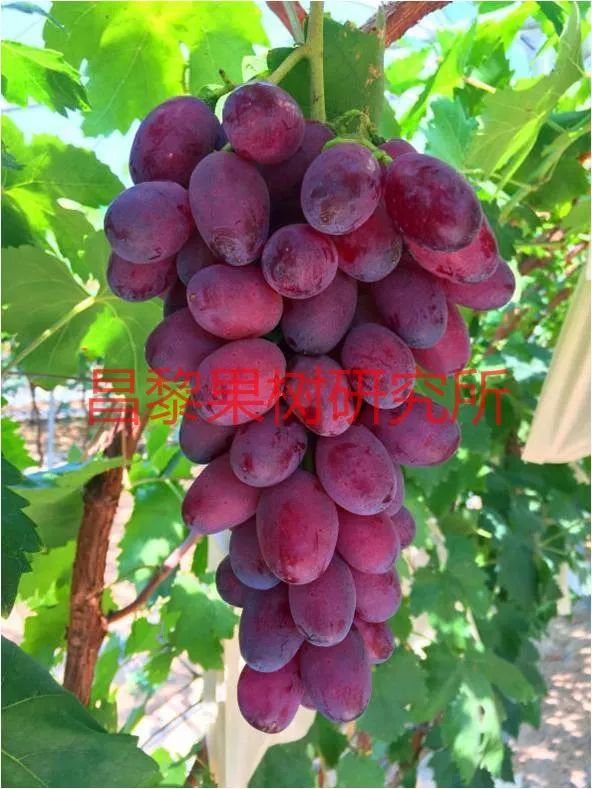 2022年有哪些新葡萄品种,2019葡萄新品种介绍