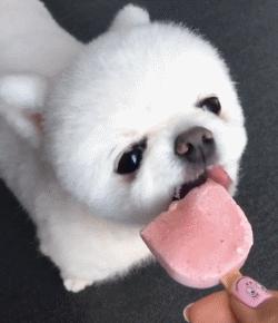 汪星人有哪些秘密,汪星人真实的秘密