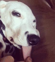 汪星人有哪些秘密,汪星人真实的秘密