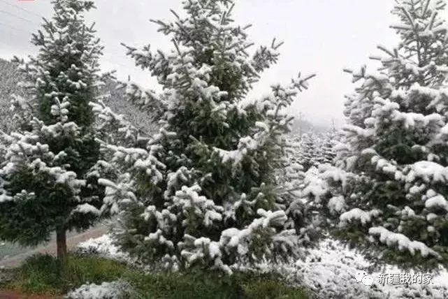 今天下午以及明天沈阳的天气,今明两天沈阳有大雨吗