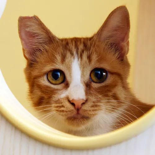 领养猫咪哪一种年龄最合适,领养一只小猫咪的十个理由