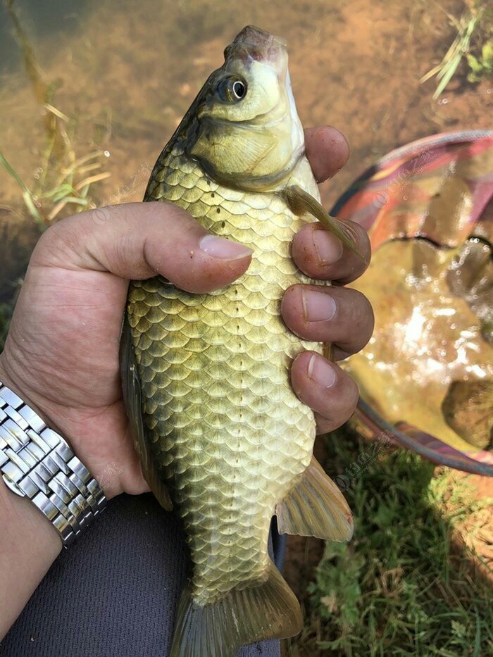 钓鱼爆护口诀100句,为钓鱼付出过哪些努力