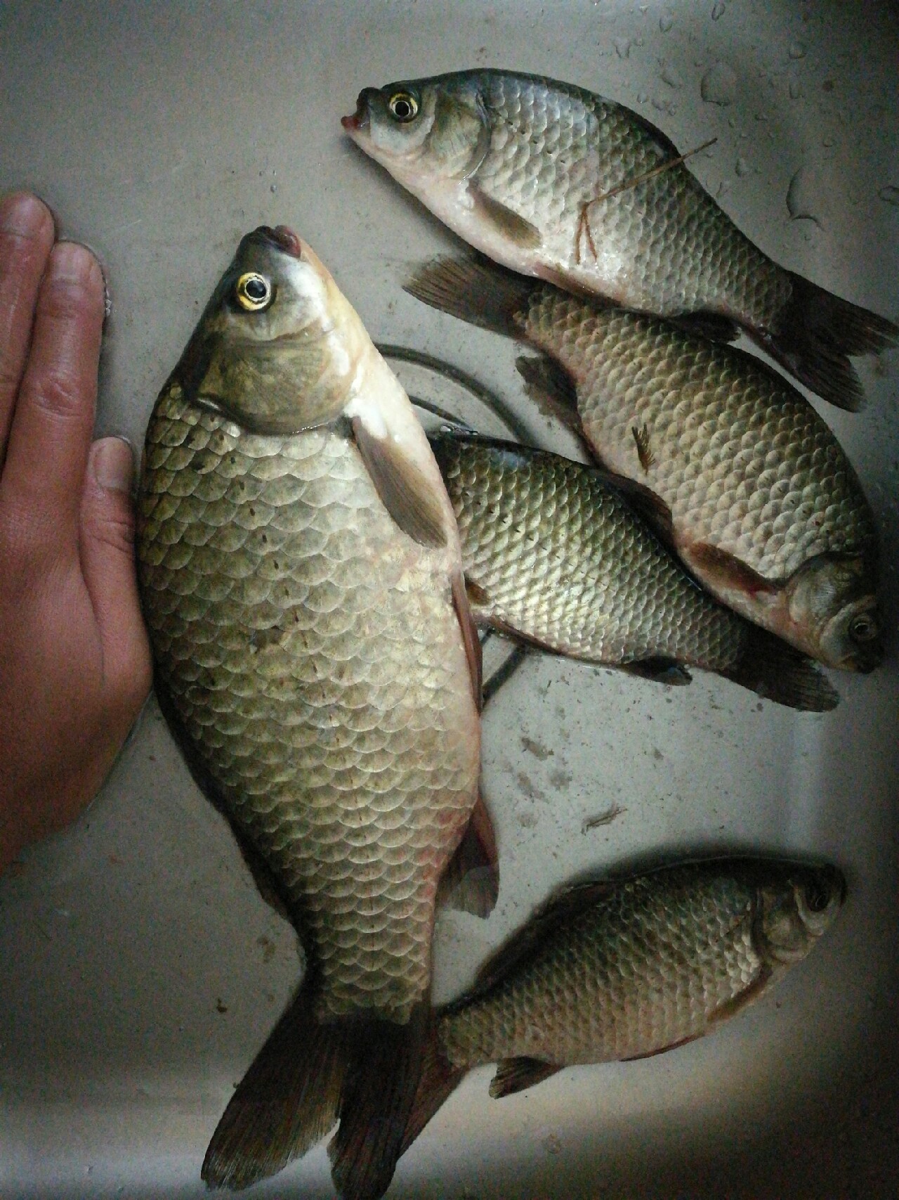 钓鱼爆护口诀100句,为钓鱼付出过哪些努力