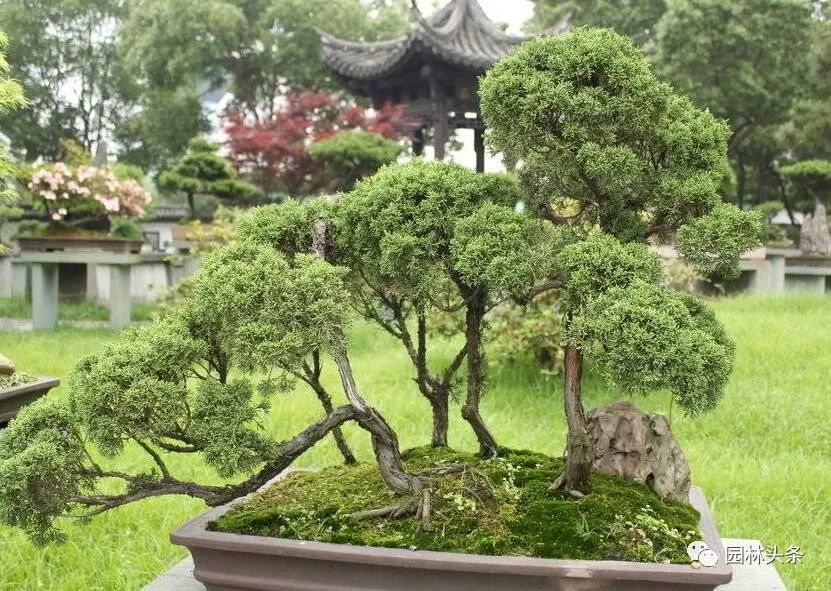 适合庭院种植的高颜值苗,适合院子种植的苗木