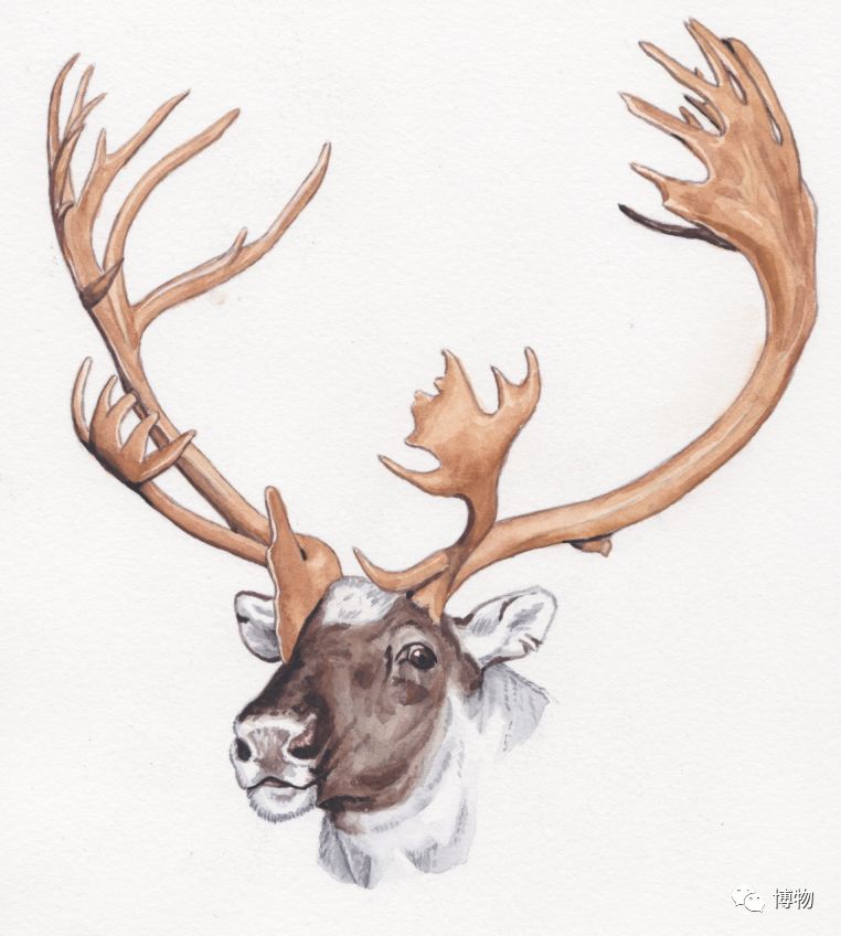 鹿角没有脱落之前有什么反应呢,鹿角自然脱落有血要处理吗