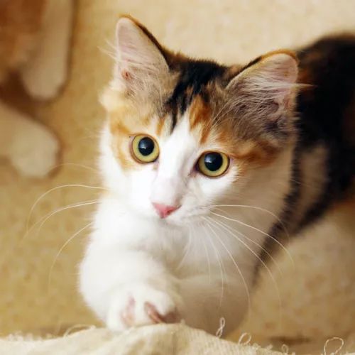 领养猫咪哪一种年龄最合适,领养一只小猫咪的十个理由