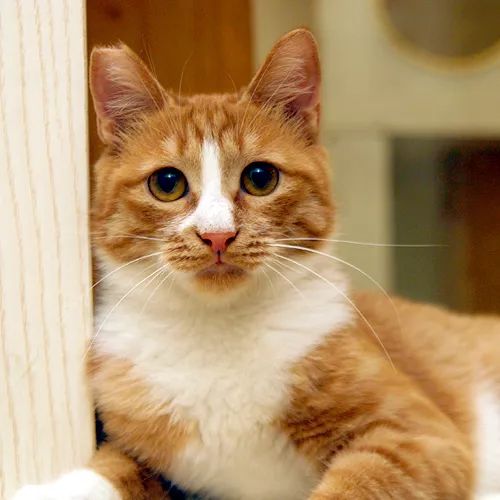 领养猫咪哪一种年龄最合适,领养一只小猫咪的十个理由