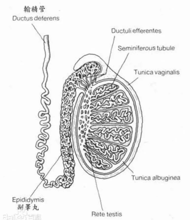 秋天补气血正当时，如何补有讲求！|科普
