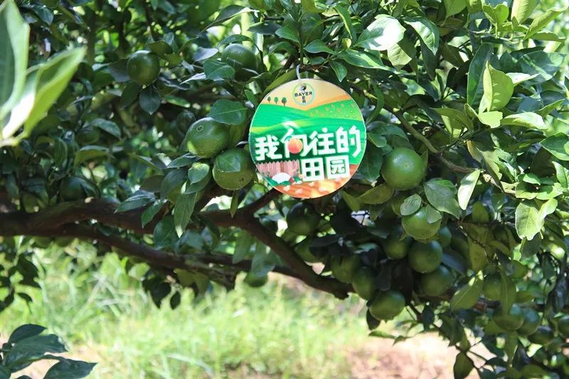 特早蜜桔前景,特早蜜桔一亩多少利润