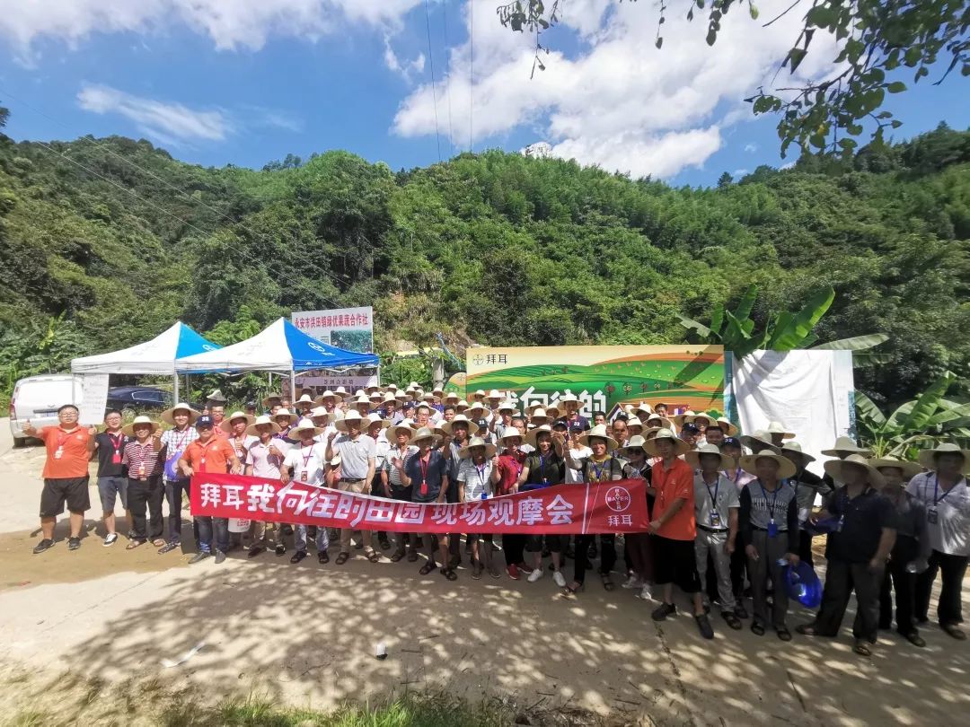 特早蜜桔前景,特早蜜桔一亩多少利润