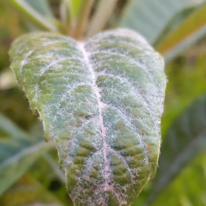 肺热咳嗽喝川贝枇杷膏有效吗,咳嗽喝止咳糖浆的说说