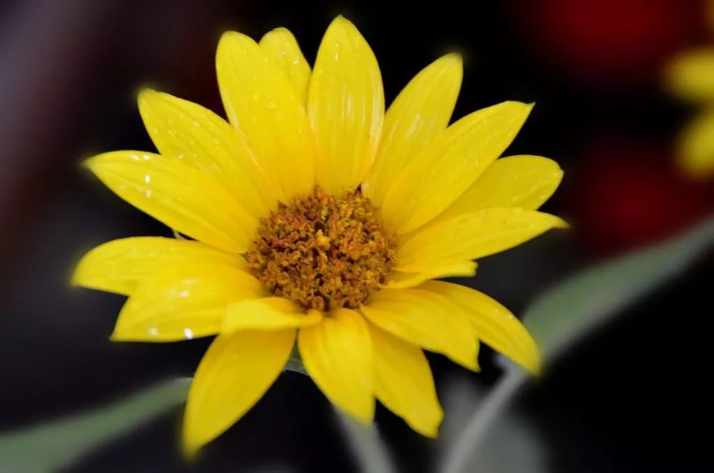 白糖的威力竟然这么大,原来白糖的用处这么大