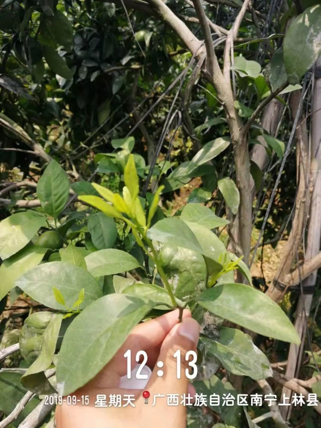 强力除青苔,除青苔的好处