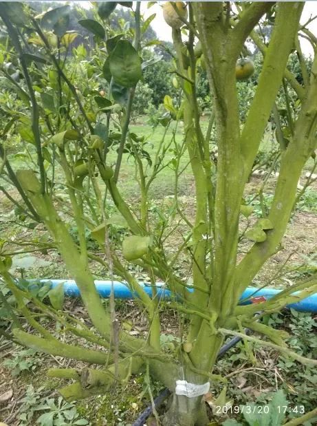 强力除青苔,除青苔的好处