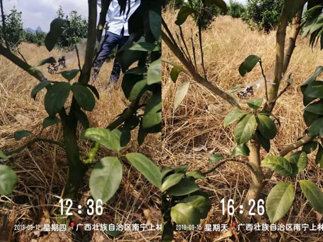 强力除青苔,除青苔的好处