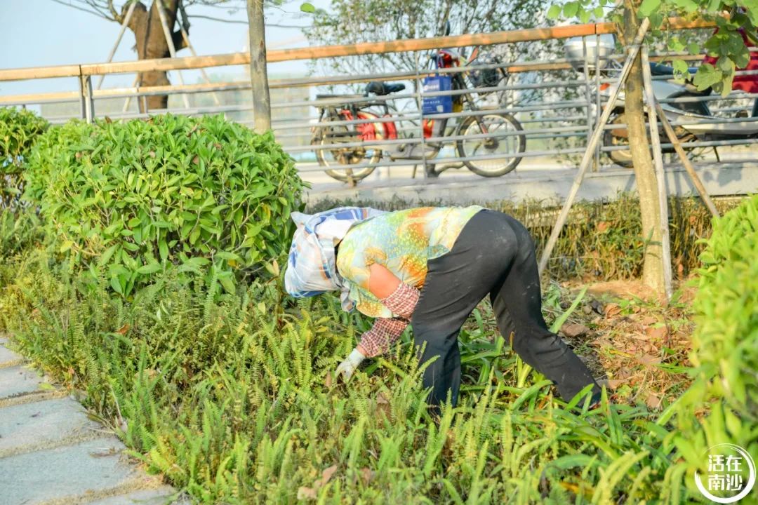 南沙凤凰湖以前叫什么名字,南沙凤凰湖历史