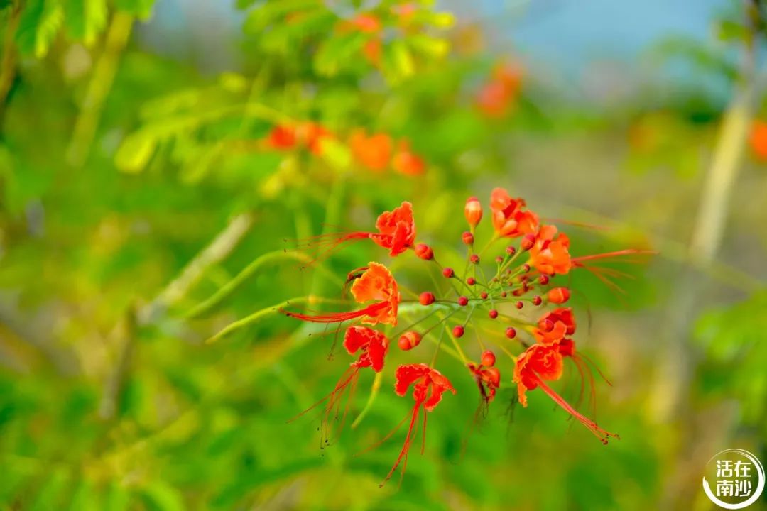 南沙凤凰湖以前叫什么名字,南沙凤凰湖历史