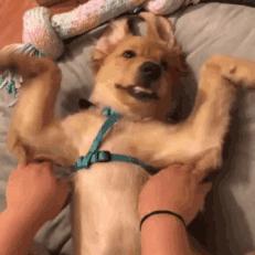 多吃披萨会怎么样,多吃pizza的好处