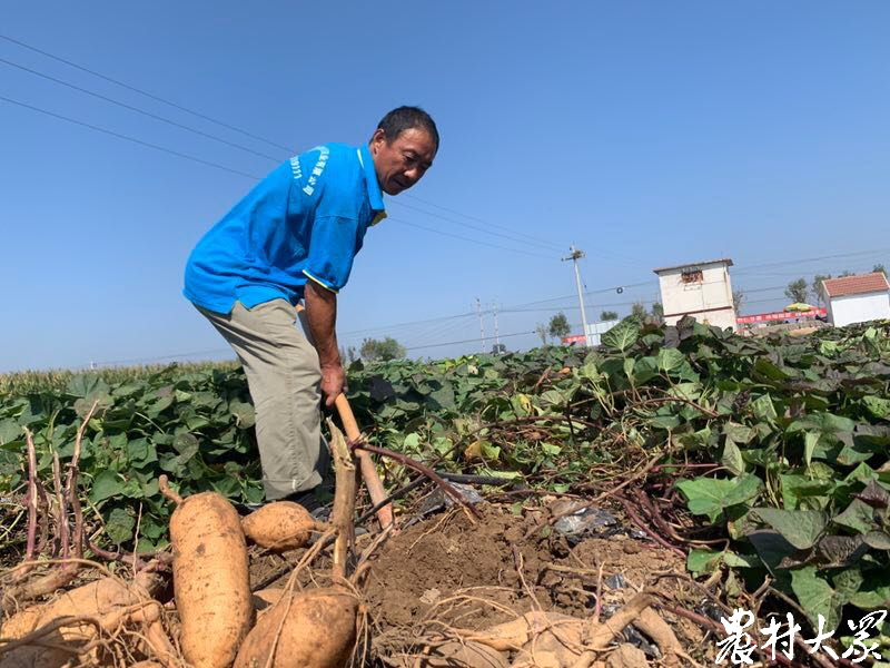 甘薯产业发展大会,山东甘薯产业发展论坛