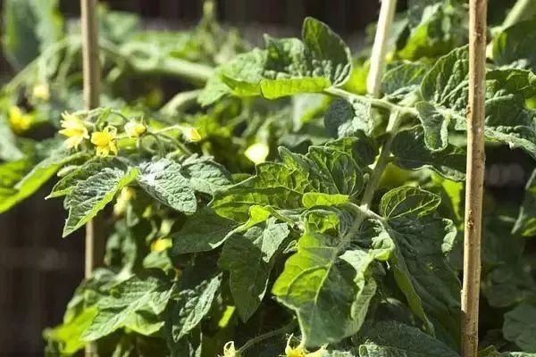 芸苔素内酯怎么用才有效,芸苔素内酯的3种误解
