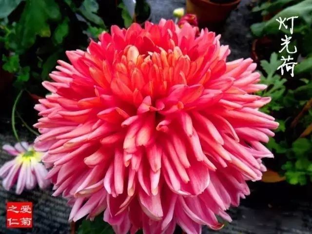 世界最美菊花图整整80种太珍贵了,世界上最美的菊花叫什么名字