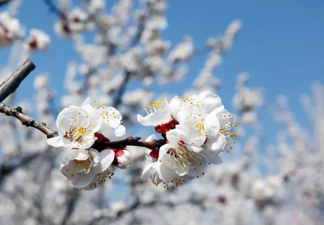 微信朋友圈38条,疫情下的38度朋友圈