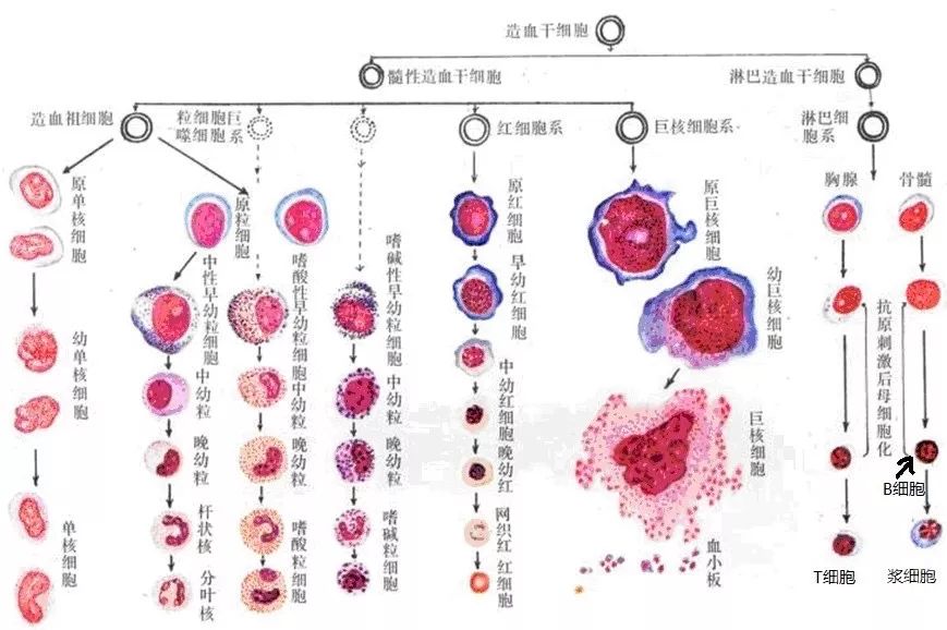 再生障碍性贫血能治好吗,再生障碍性贫血知识拓展