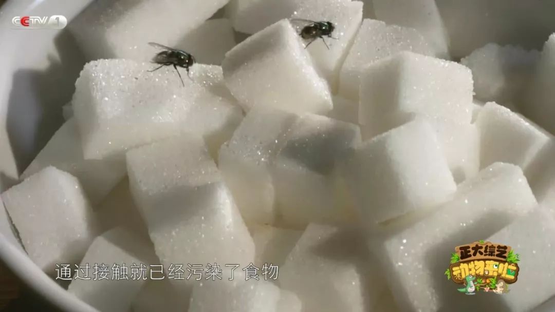 苍蝇为什么喜欢爬行,苍蝇为什么要搓手还把头拧下来玩