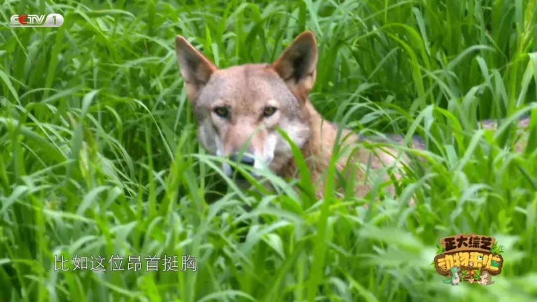 苍蝇为什么喜欢爬行,苍蝇为什么要搓手还把头拧下来玩