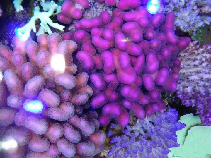 玩海缸需要哪些设备,玩海缸很难吗