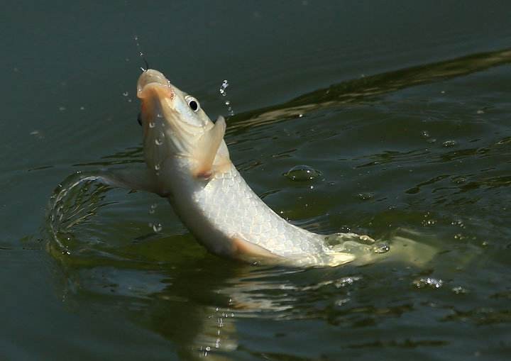 兄弟，我可能不能跟你一块钓鱼了