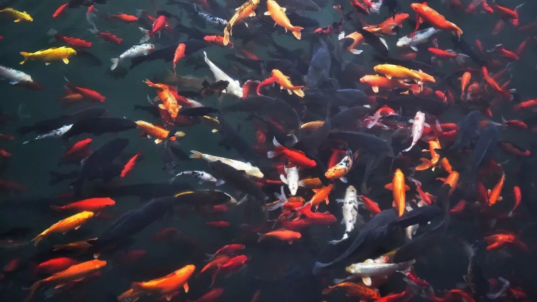 济南五龙潭值得去吗,五龙潭是来济南必逛的一个公园