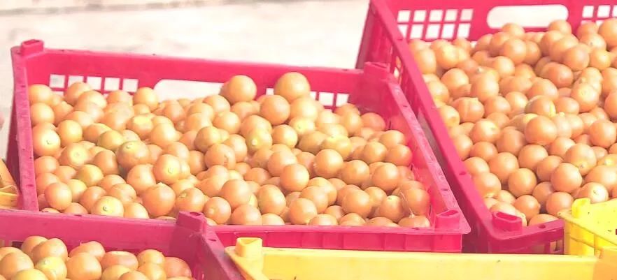 产业转型：石林尼迷的科技有限公司帮助农户做姑娘果产业