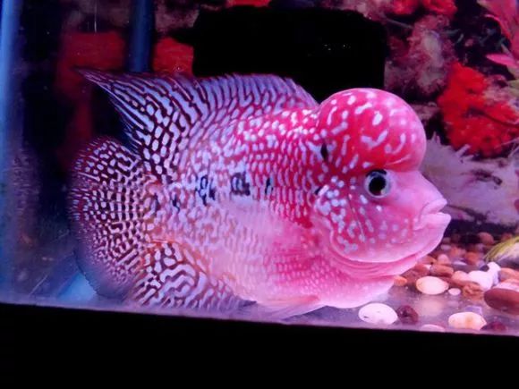 罗汉鱼刚出生图片,罗汉鱼是杂交鱼