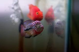 罗汉鱼刚出生图片,罗汉鱼是杂交鱼