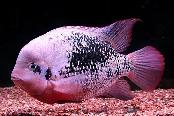 罗汉鱼刚出生图片,罗汉鱼是杂交鱼