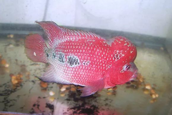 罗汉鱼刚出生图片,罗汉鱼是杂交鱼